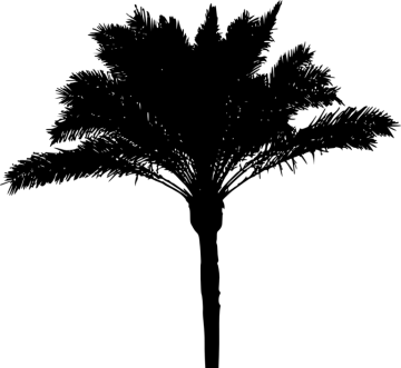 a black and white silhouette of a palm tree