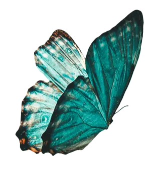 a blue butterfly on a white background