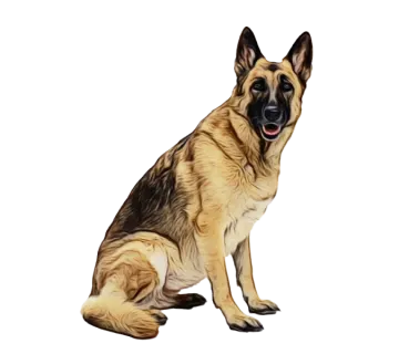 a drawing of a german shepherd dog