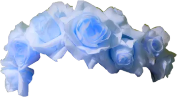 blue roses on a white background