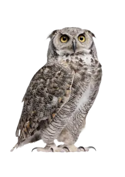 an owl sitting on a white background