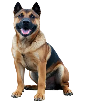 a brown and black dog sitting on a white surface