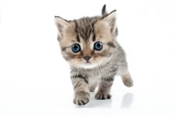 a small kitten walking across a white surface