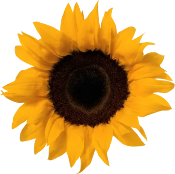 a yellow sunflower on a white background