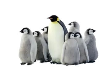 a group of penguins standing next to each other penguins