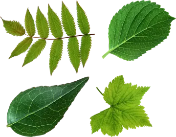a collection of green leaves