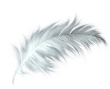 white feather on a white background