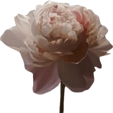 a pink flower on a white background