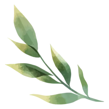 a green leaf on a white background