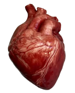 a heart with blood on it