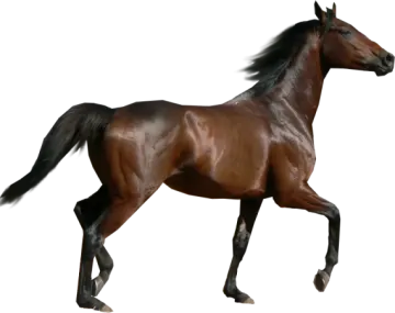 a brown horse running across a white background