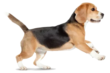 a small black and tan dog standing up