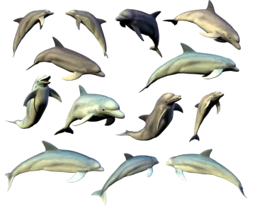 a group of dolphins swimming together