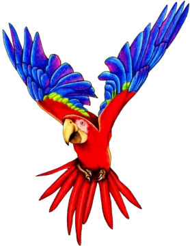 a drawing of a parrot flying in the air