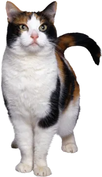 a black, white and brown cat standing up