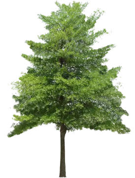 a tree on a white background
