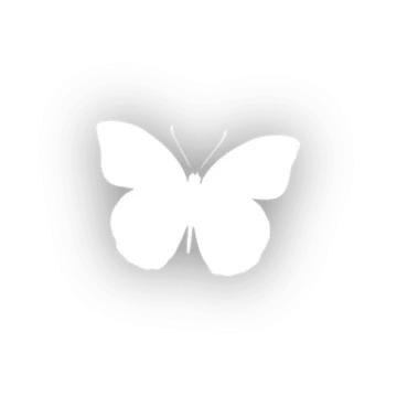 a white butterfly in the shape of a heart