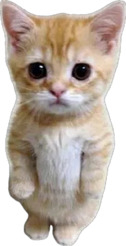 a small kitten sitting on its hinds