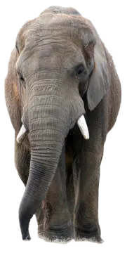 an elephant is standing in front of the camera