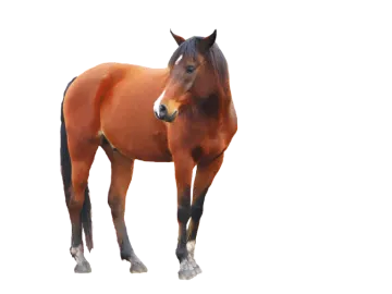 a brown horse standing on top of a white field
