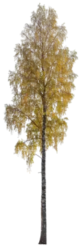 a tree with yellow leaves on it