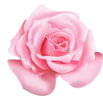 a pink rose on white background