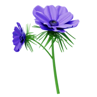 a purple flower on a white background
