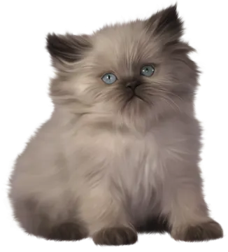 a cat with blue eyes sitting down