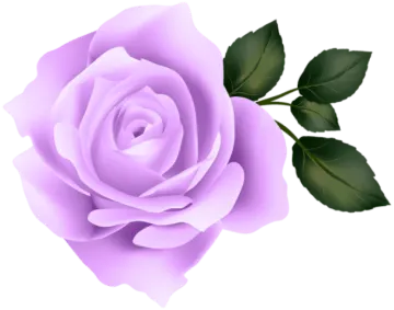 a purple rose on a white background