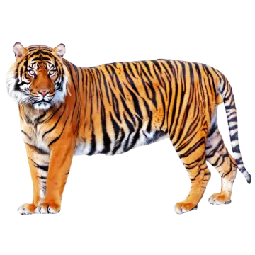 a tiger standing in front of a white background