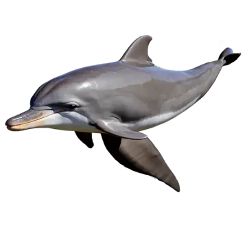 a dolphin jumping in the air on a white background