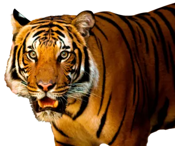 a close up of a tiger on a white background