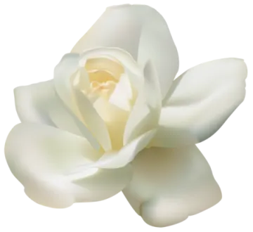 a white rose flower