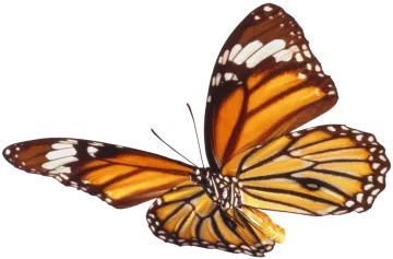 a monarch butterfly on a white background