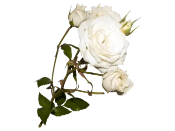 a single white rose on a white background