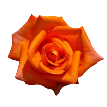 a single orange rose on a white background