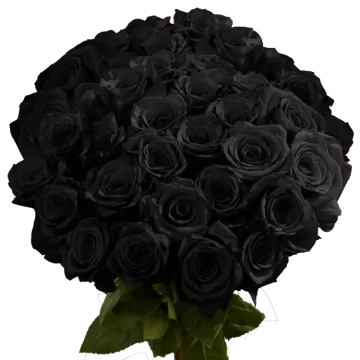 a bouquet of black roses with green leaves