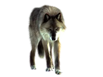 an image of a wolf on a white background