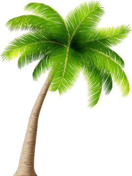a palm tree on a white background