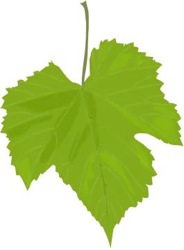 a green leaf on a white background