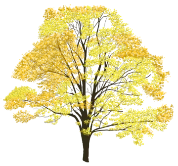 a tree with yellow leaves on it