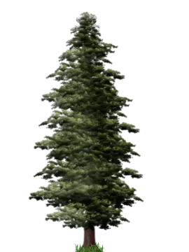 a pine tree on a white background