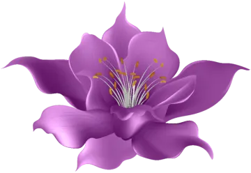 a purple flower on white background