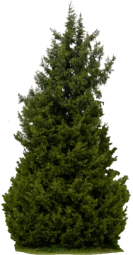 a large evergreen tree on a white background