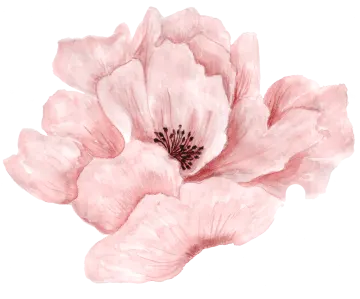 a pink flower on a white background