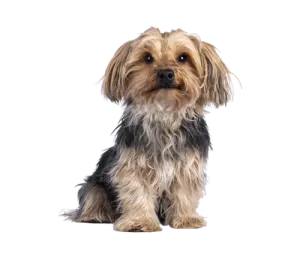 a small brown and black dog sitting down