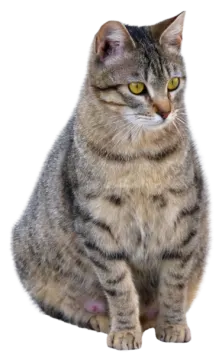 a cat is sitting down and looking at the camera