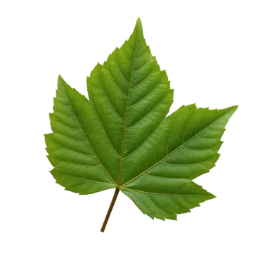 a green leaf on a white background