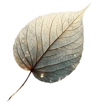 an image of a leaf on a white background