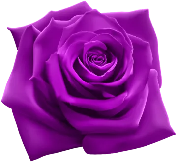 a purple rose on a white background
